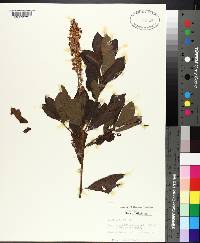 Clethra alnifolia image