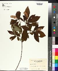 Clethra alnifolia image