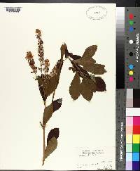 Clethra alnifolia image