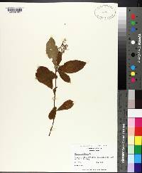 Clethra alnifolia image