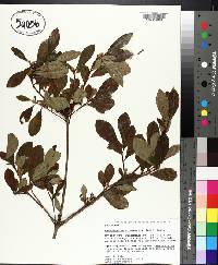 Rhododendron arborescens image