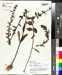 Lobelia georgiana image