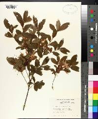 Rhododendron arborescens image