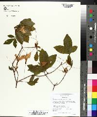 Rhododendron calendulaceum image