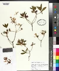 Rhododendron canadense image