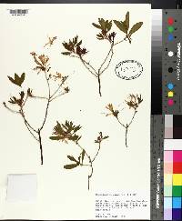 Rhododendron canadense image