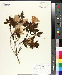 Rhododendron mucronatum image