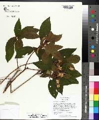 Rhododendron minus image