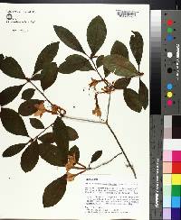 Rhododendron prunifolium image