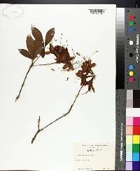 Azalea calendulacea image