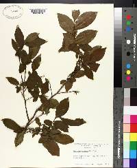 Leucothoe racemosa image