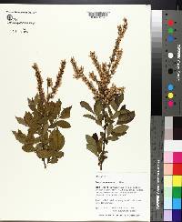 Leucothoe racemosa image