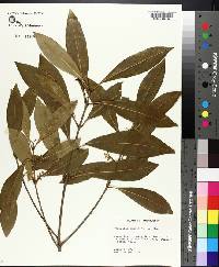 Osmanthus americanus image