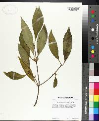 Osmanthus americanus image