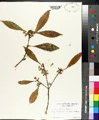 Osmanthus americanus image