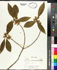 Osmanthus americanus image