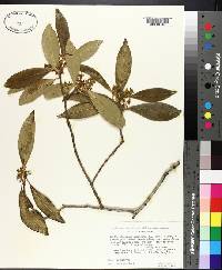 Osmanthus americanus image