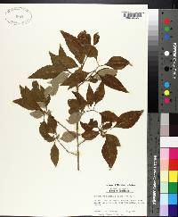 Forestiera acuminata image