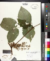 Aralia racemosa image