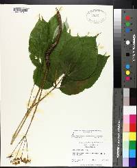 Aralia nudicaulis image