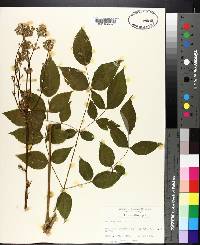 Aralia spinosa image