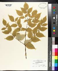 Aralia spinosa image