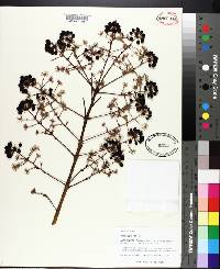 Aralia spinosa image