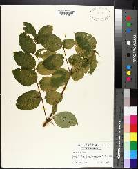 Aralia spinosa image