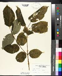 Aralia spinosa image