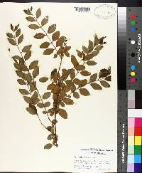 Ligustrum sinense image