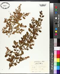 Ligustrum sinense image