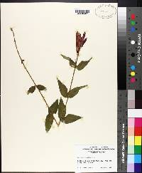 Spigelia marilandica image