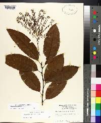 Oxydendrum arboreum image