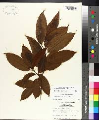 Oxydendrum arboreum image