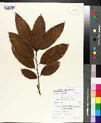 Oxydendrum arboreum image