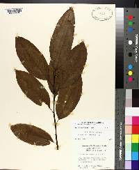 Oxydendrum arboreum image