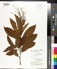 Oxydendrum arboreum image