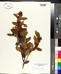 Lyonia lucida image