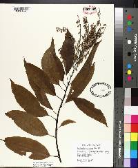 Oxydendrum arboreum image