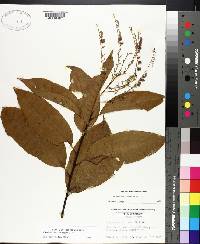 Oxydendrum arboreum image