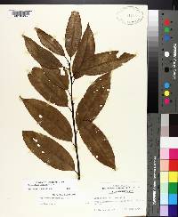 Oxydendrum arboreum image