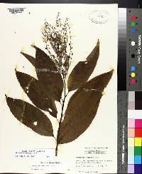 Oxydendrum arboreum image