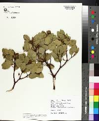 Arctostaphylos patula image