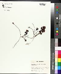 Vaccinium vitis-idaea subsp. minus image