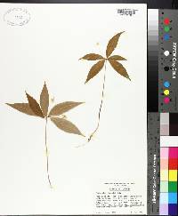 Trientalis borealis image