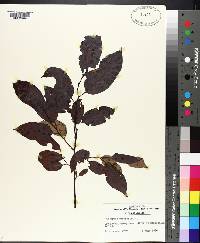 Diospyros virginiana image