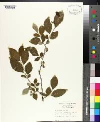 Styrax americanus image