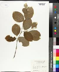 Styrax pulverulentus image