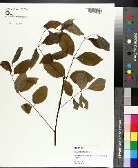 Fraxinus biltmoreana image