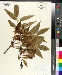 Fraxinus caroliniana image